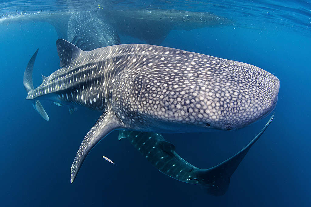 鯨鯊(whale shark)是世界上最大型的魚類，也是相當親近人類的一種鯊魚