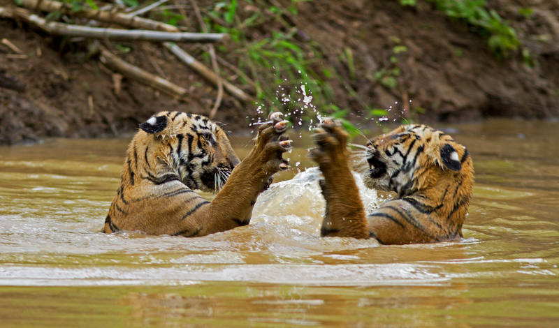位於印度塔多巴保護區，正在戲水的老虎們。