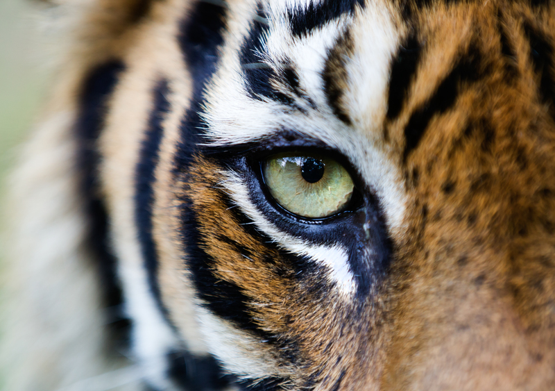 半野生蘇門答臘虎（Panthera Tigris Sumatrae）的特寫鏡頭，於坦布林野生動物自然保護救援中心拍攝。