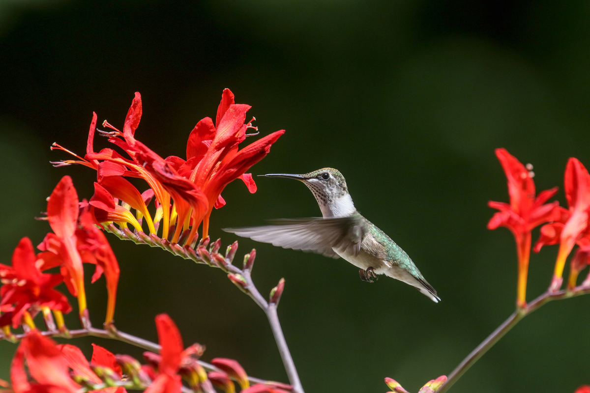 紅喉蜂鳥(Ruby-throated Hummingbird)體型嬌小,每秒可拍打翅膀超過50次,每年遷徙數千公里遠。