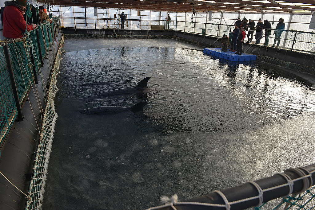 2019年1月，俄羅斯的鯨豚監獄，共有11隻虎鯨和87隻白鯨，在等待被售出期間會待在這個狹小的水槽，直到中國海洋公園買走後將用於示範表演。