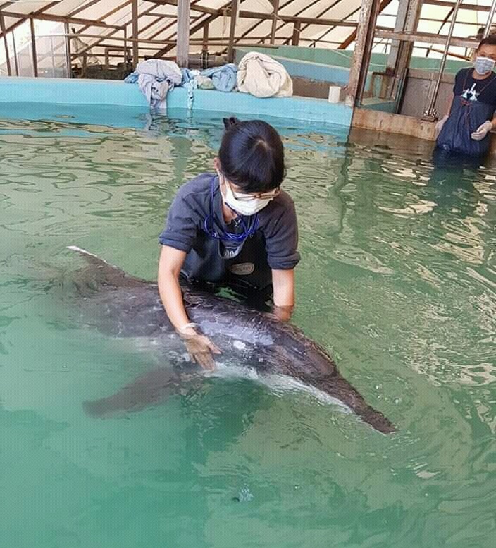 小豚(黃懿萱)從小就非常喜歡海豚,照片攝於成大海洋暨鯨豚研究中心的擱淺救援池。