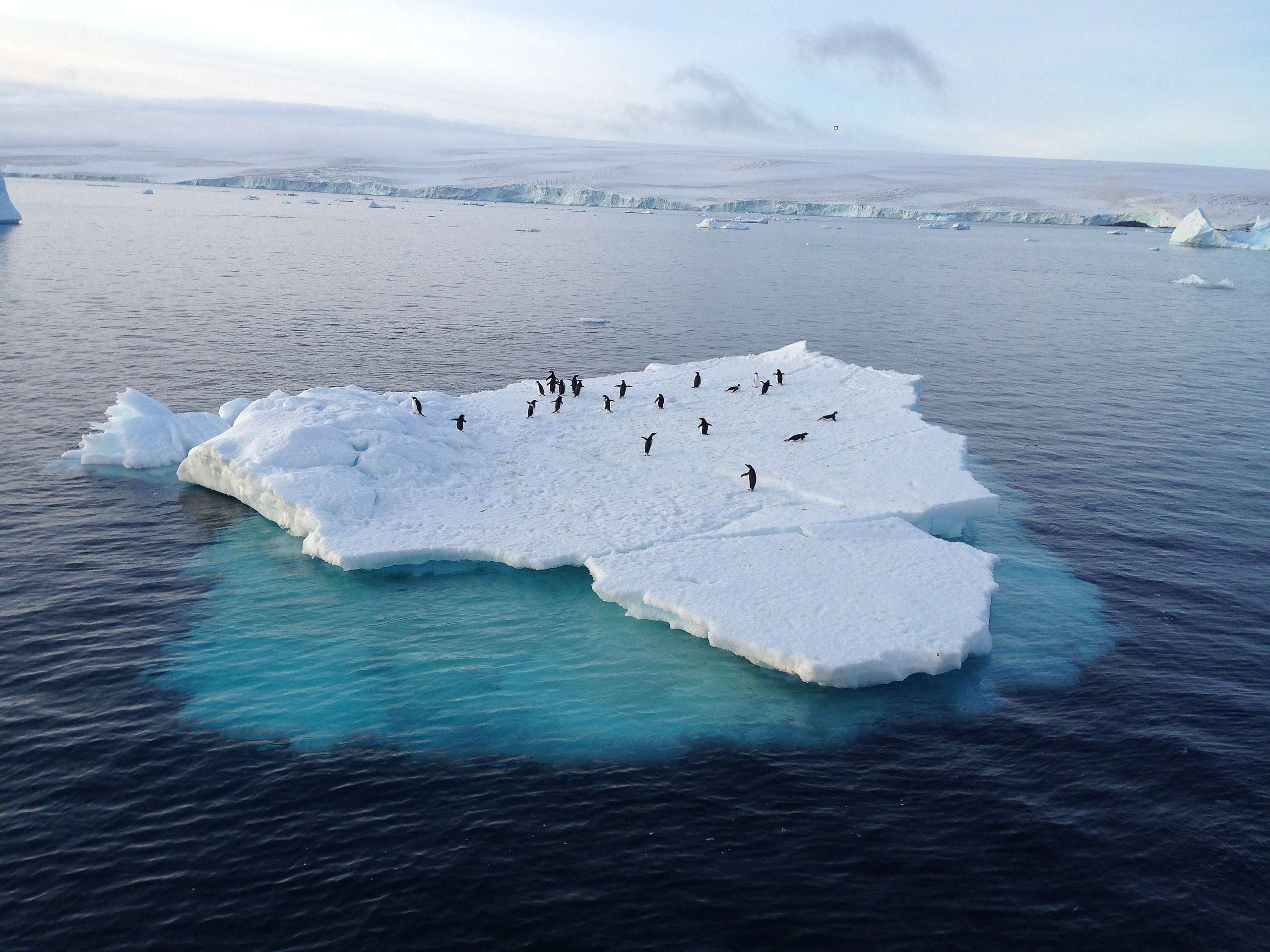 小豚（黃懿萱）於南極看到許多企鵝站在漂流的浮冰上，猶如搭便車，模樣可愛有趣。