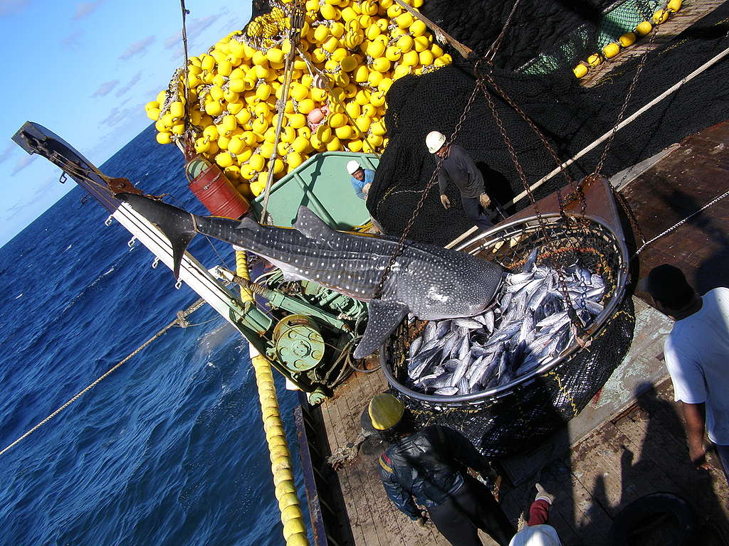 漁業行為中的混獲（bycatch）是造成鯨鯊數量減少的主要原因