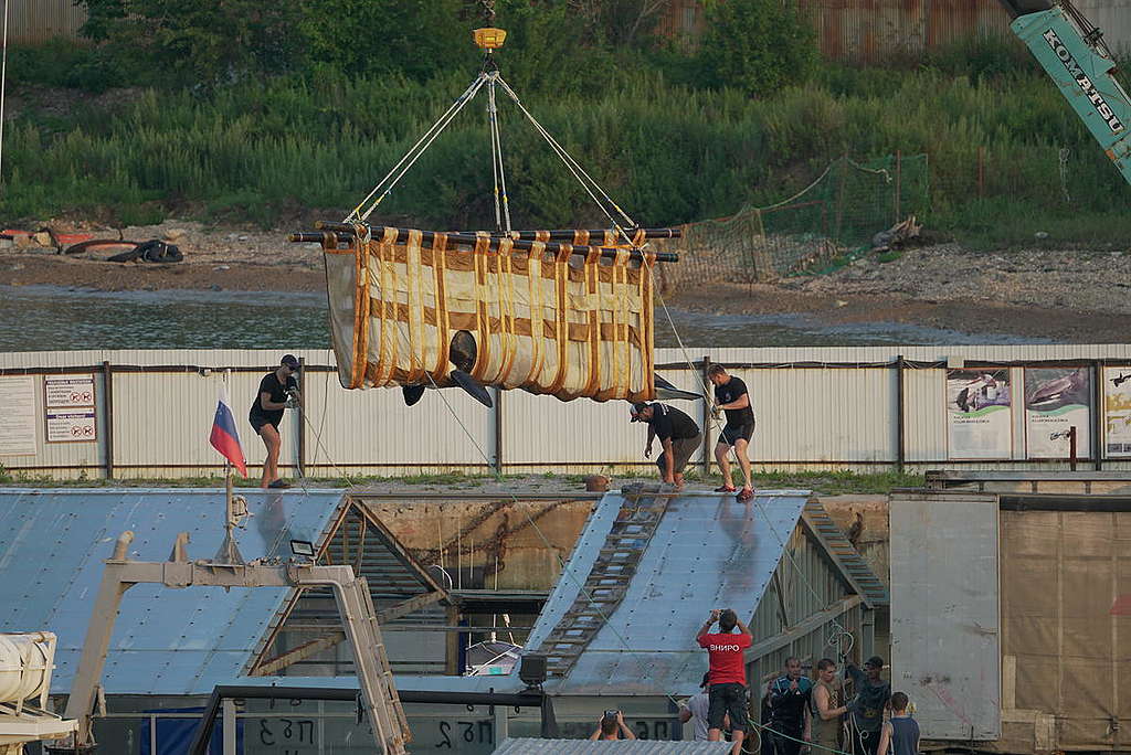 2019年8月，被囚禁的虎鯨終於被釋放，回到鄂霍次克海的家園。綠色和平受邀觀察並監督整個釋放過程，確保這些海洋朋友們能平安、健康地回家。