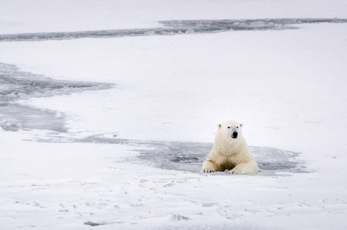 極地生物如北極熊，是對氣候變遷與生物多樣性喪失最敏感脆弱的族群之一。氣候的改變與生態系統失衡，將使牠們失去棲地與食物。