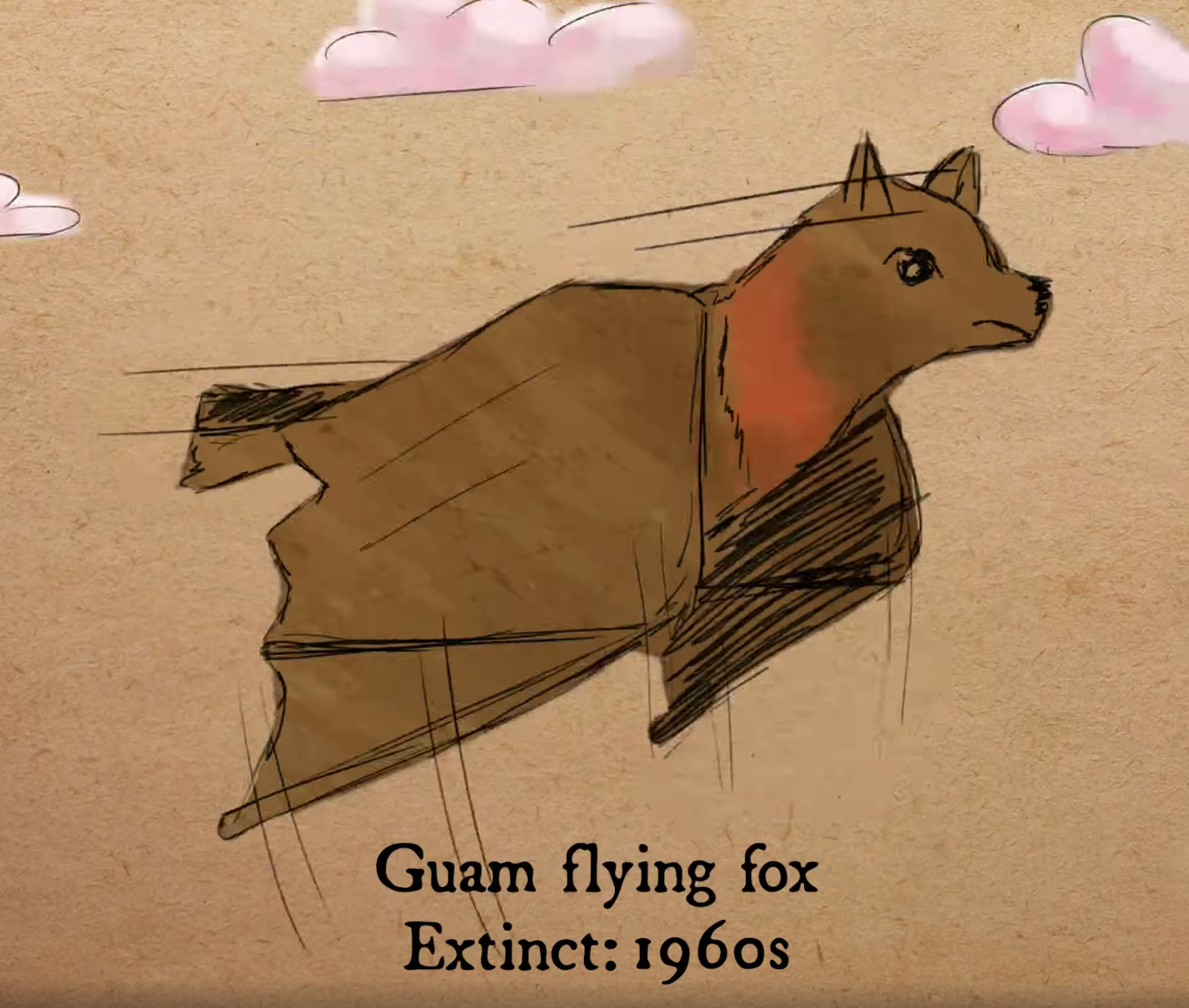 關島狐蝠（Guam flying fox）