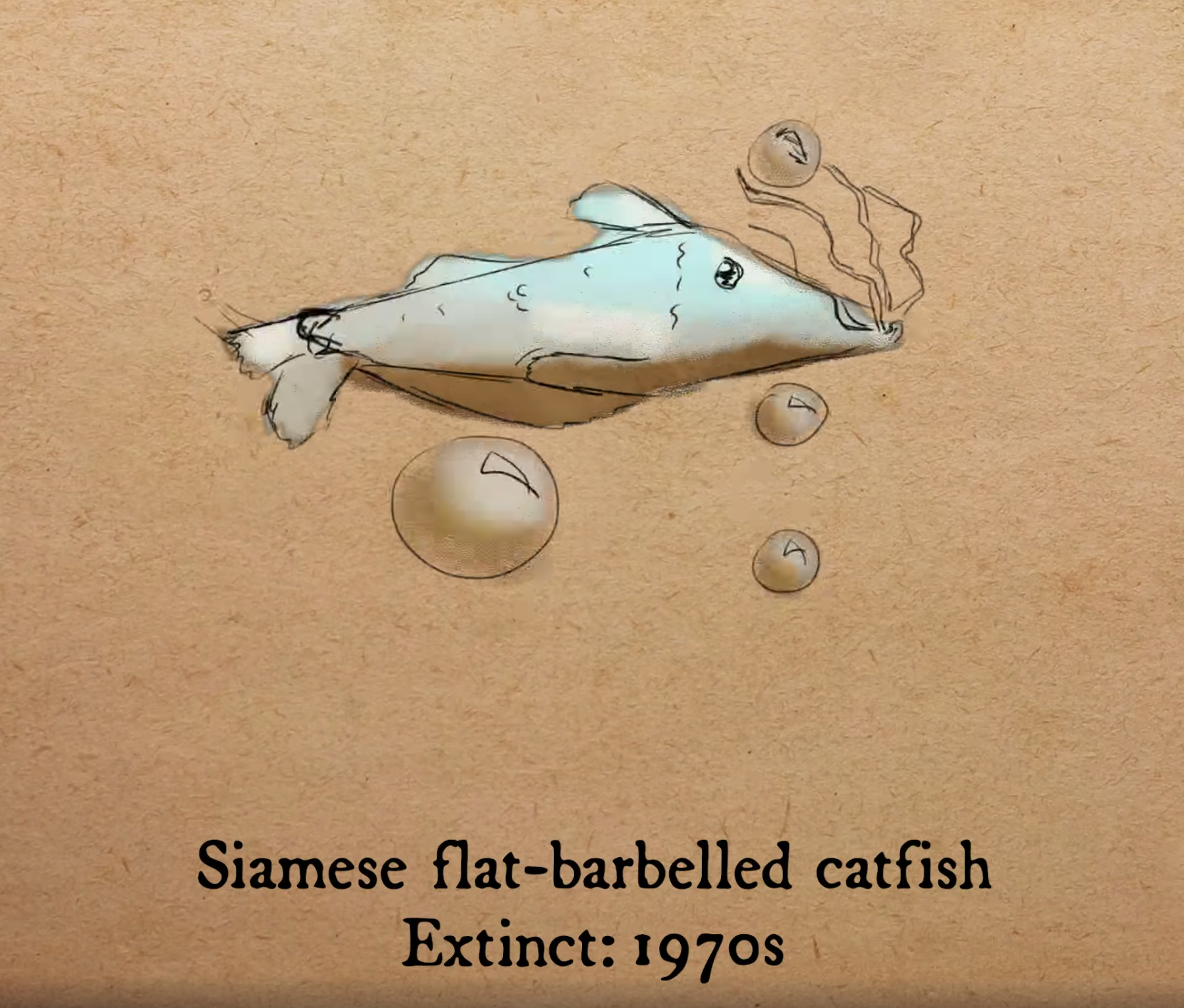 刀鯰（Siamese flat-barbelled catfish）