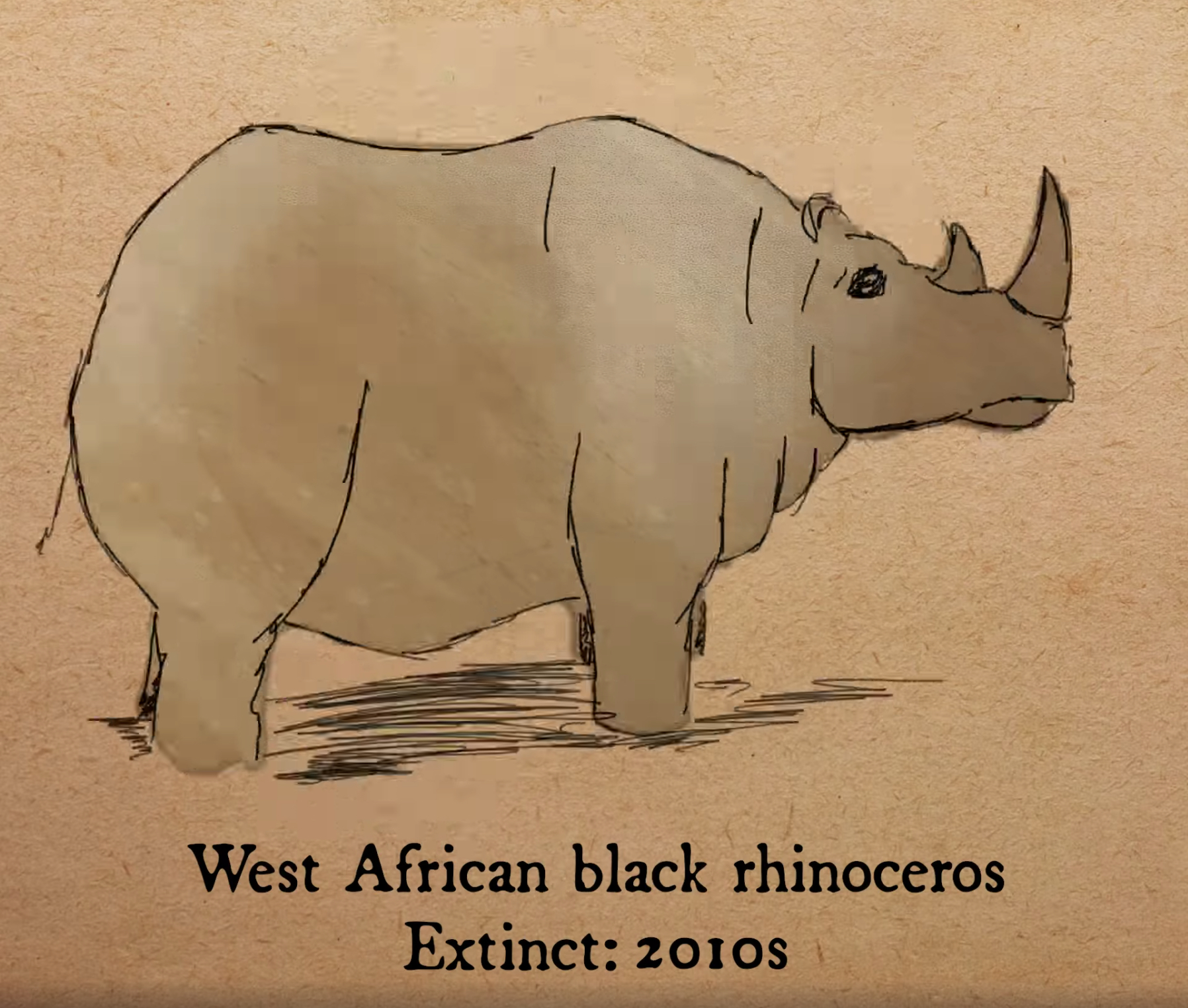 西非黑犀牛（West African black rhinoceros）