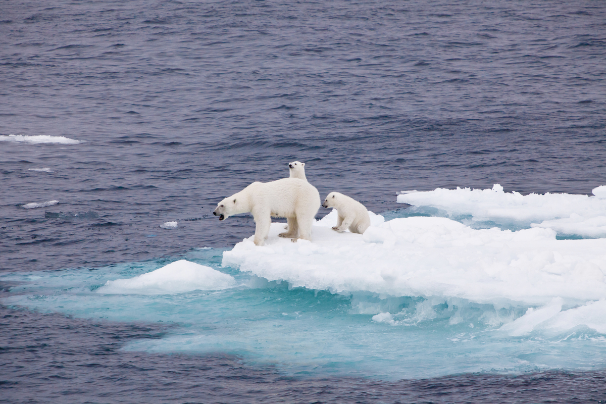 足夠的海冰對北極熊來說，是生存的必要環境，但海冰的消融影響的遠不止於極地動物，更助長氣候變遷，危及您我的安全。