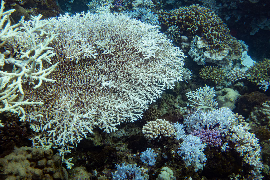 2020年8月中旬，墾丁多處潛點皆發現大量珊瑚白化
