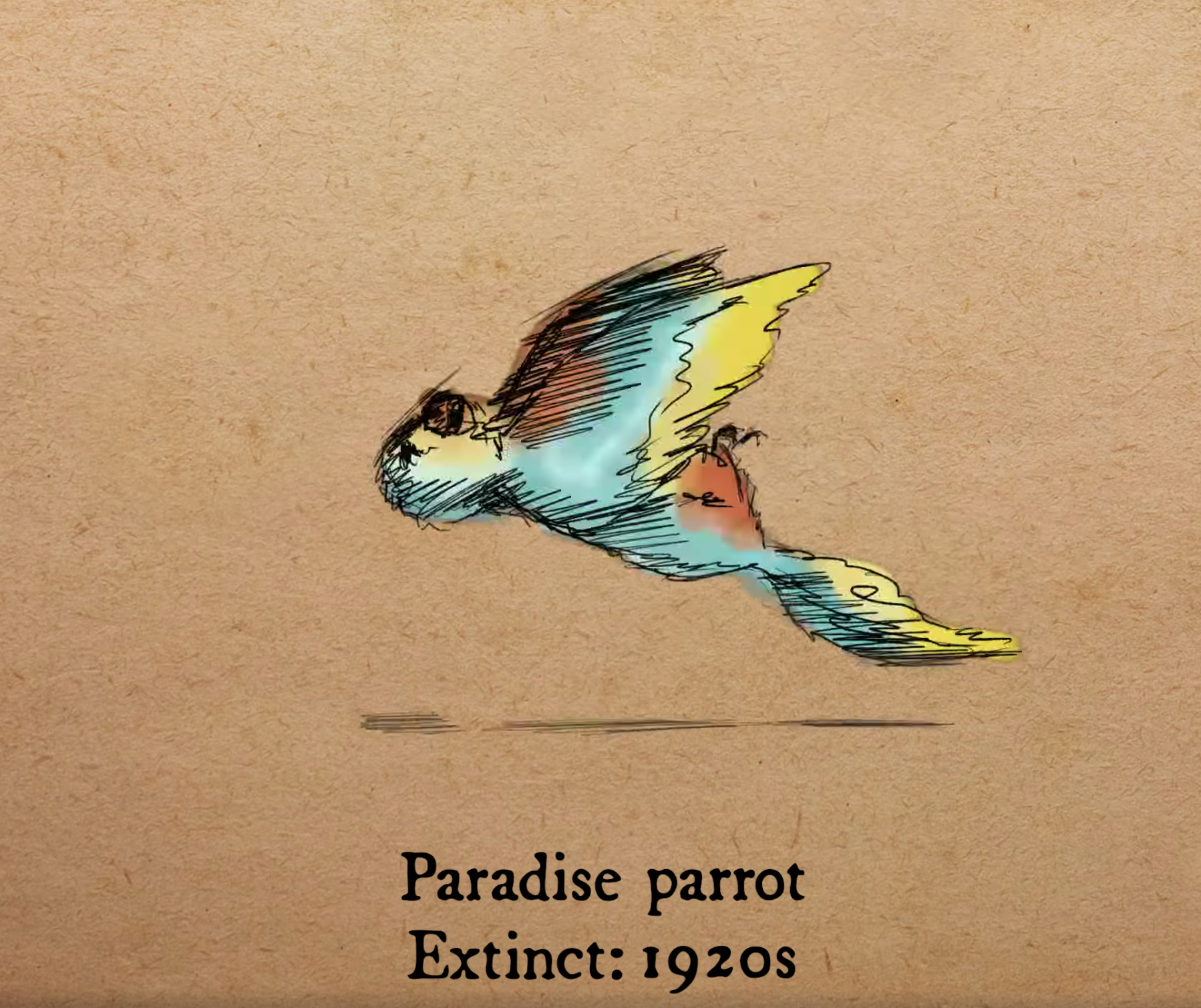 天堂長尾鸚鵡 （Paradise parrot）