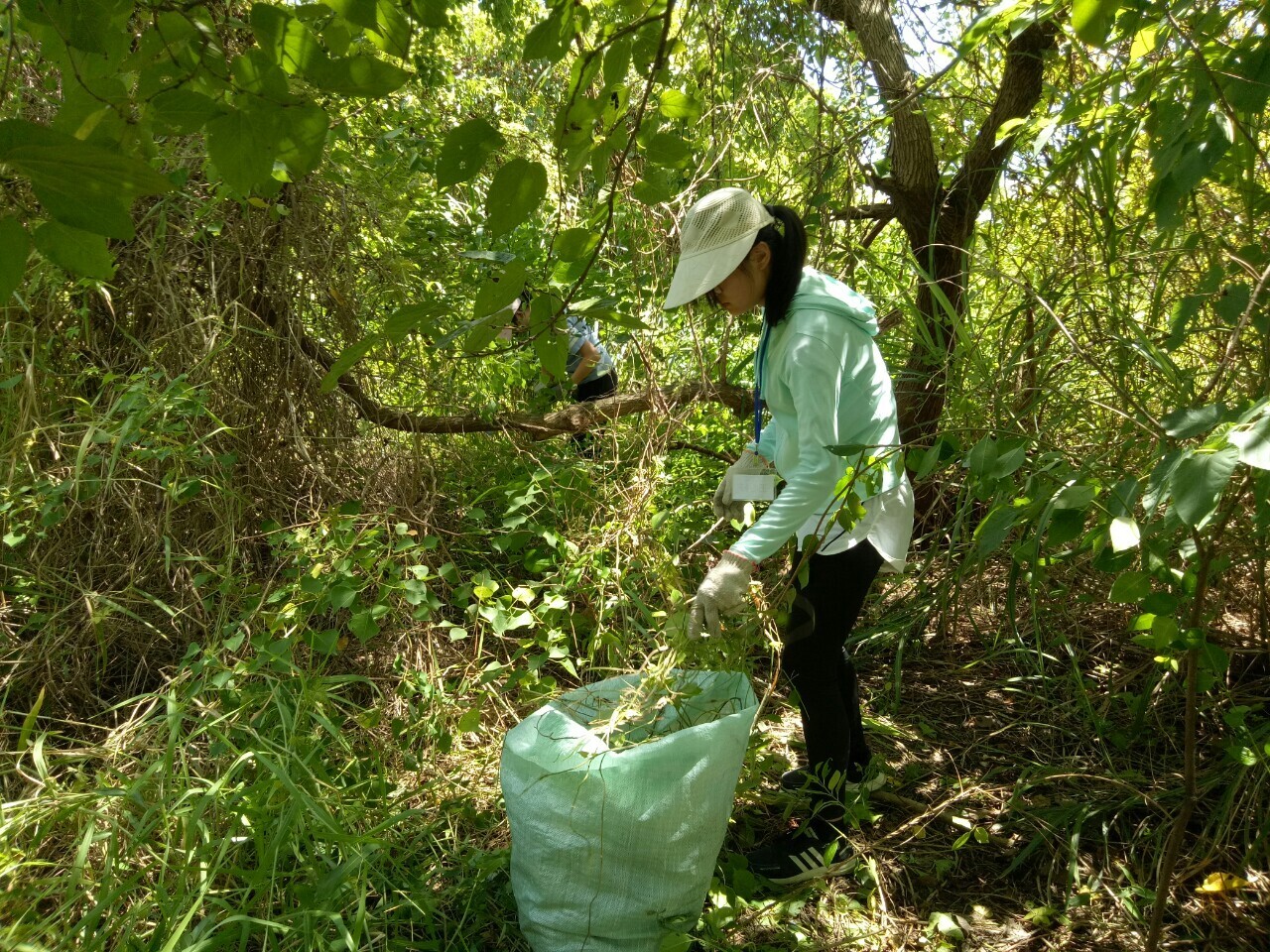 綠色和平與荒野保護協會合作,帶領同學於五股溼地教育中心,體驗移除外來種小花蔓澤蘭,保護原有生態健康。