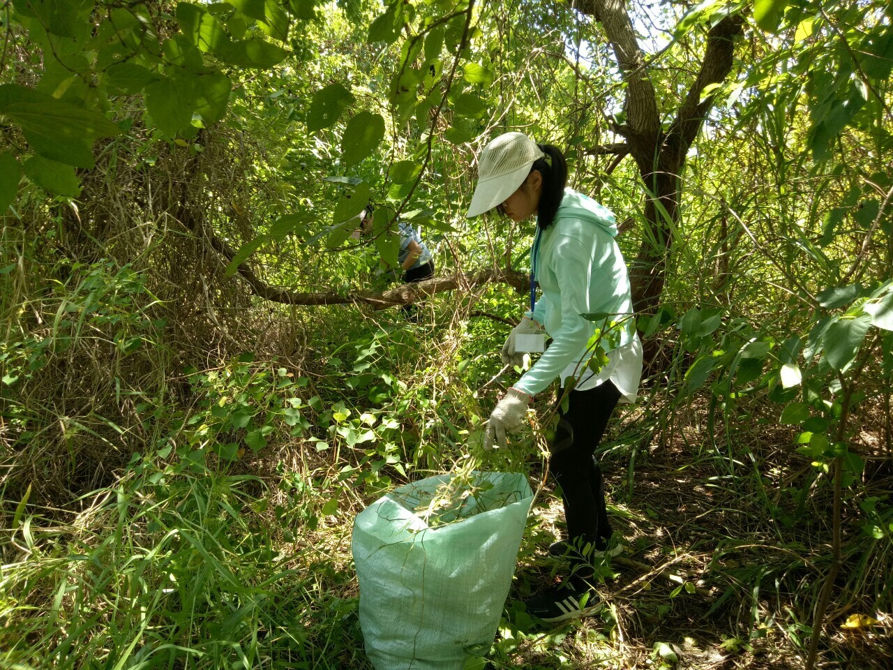 綠色和平與荒野保護協會合作，帶領同學於五股溼地教育中心，體驗移除外來種小花蔓澤蘭，保護原有生態健康。