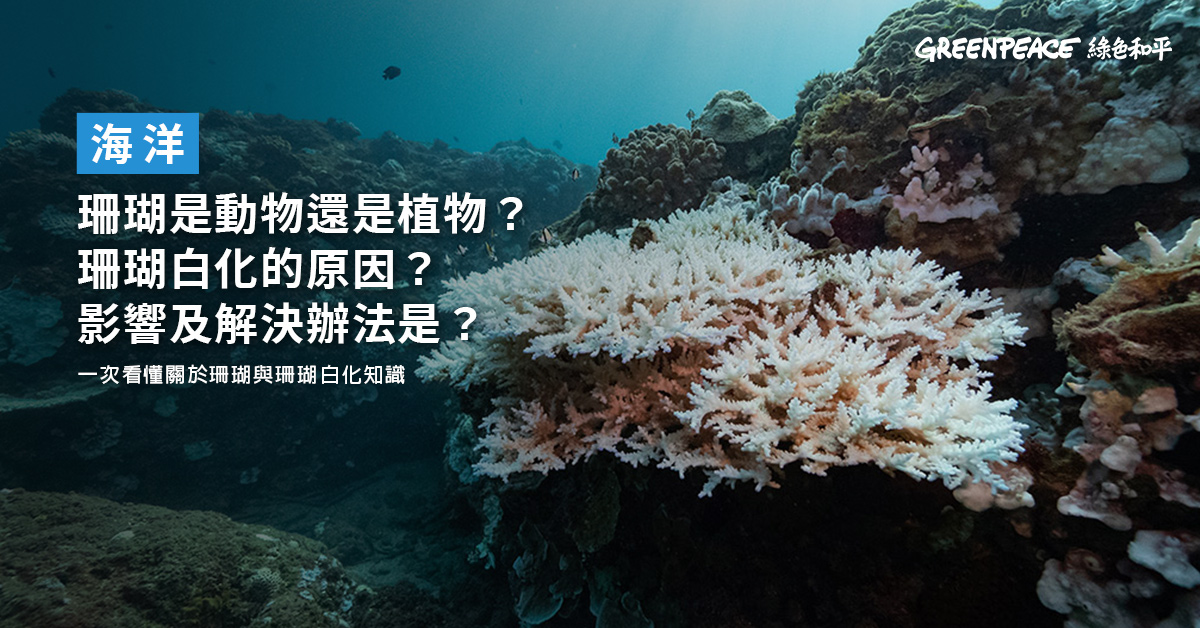 珊瑚是植物還是動物 珊瑚白化的原因 影響及解決辦法是 Greenpeace 綠色和平 臺灣