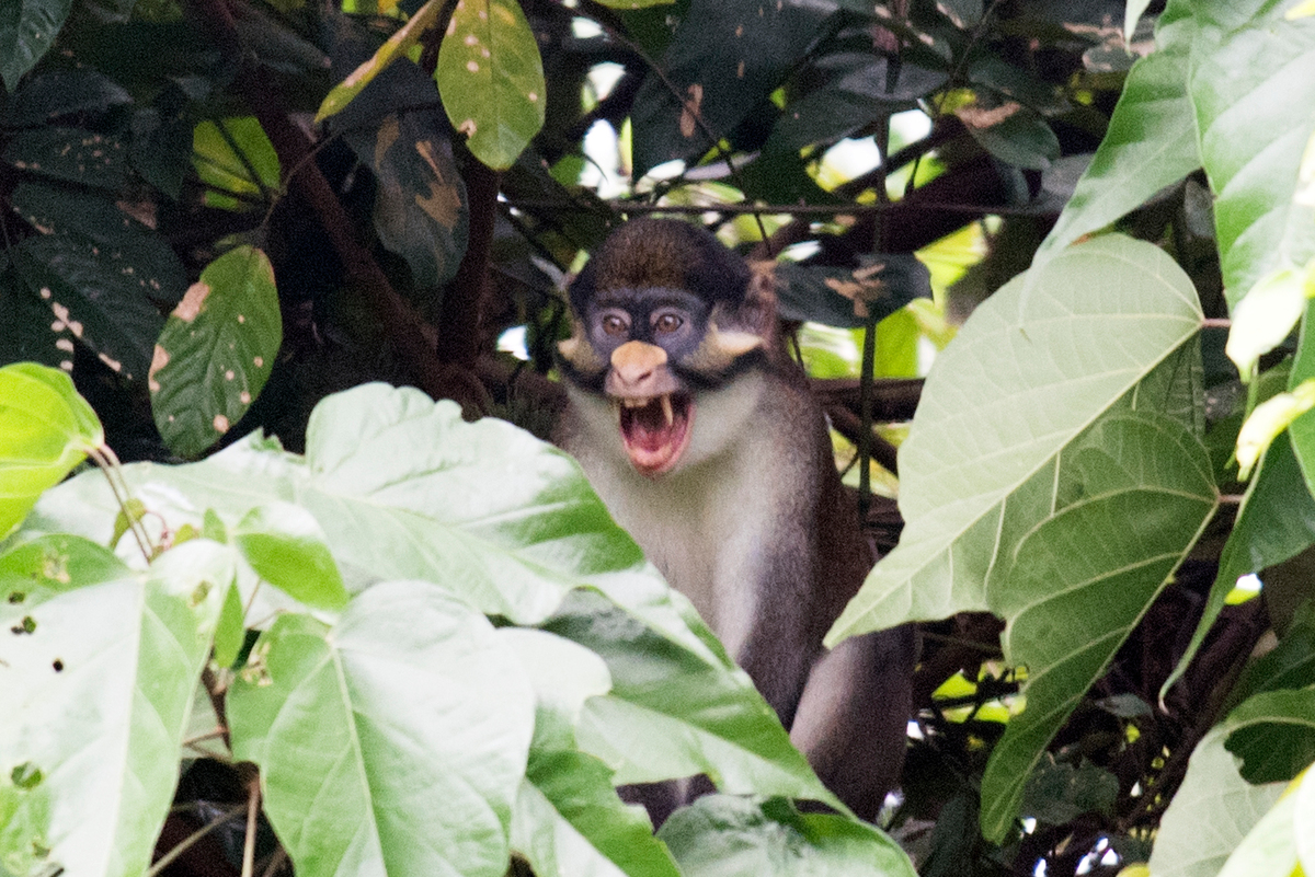 受保護的沼澤地是紅尾猴(Red-tailed Monkey)的重要棲息地。