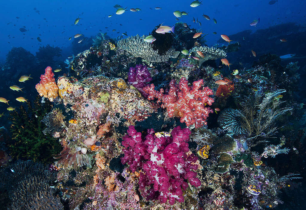 珊瑚是植物還是動物 珊瑚白化的原因 影響及解決辦法是 Greenpeace 綠色和平 臺灣