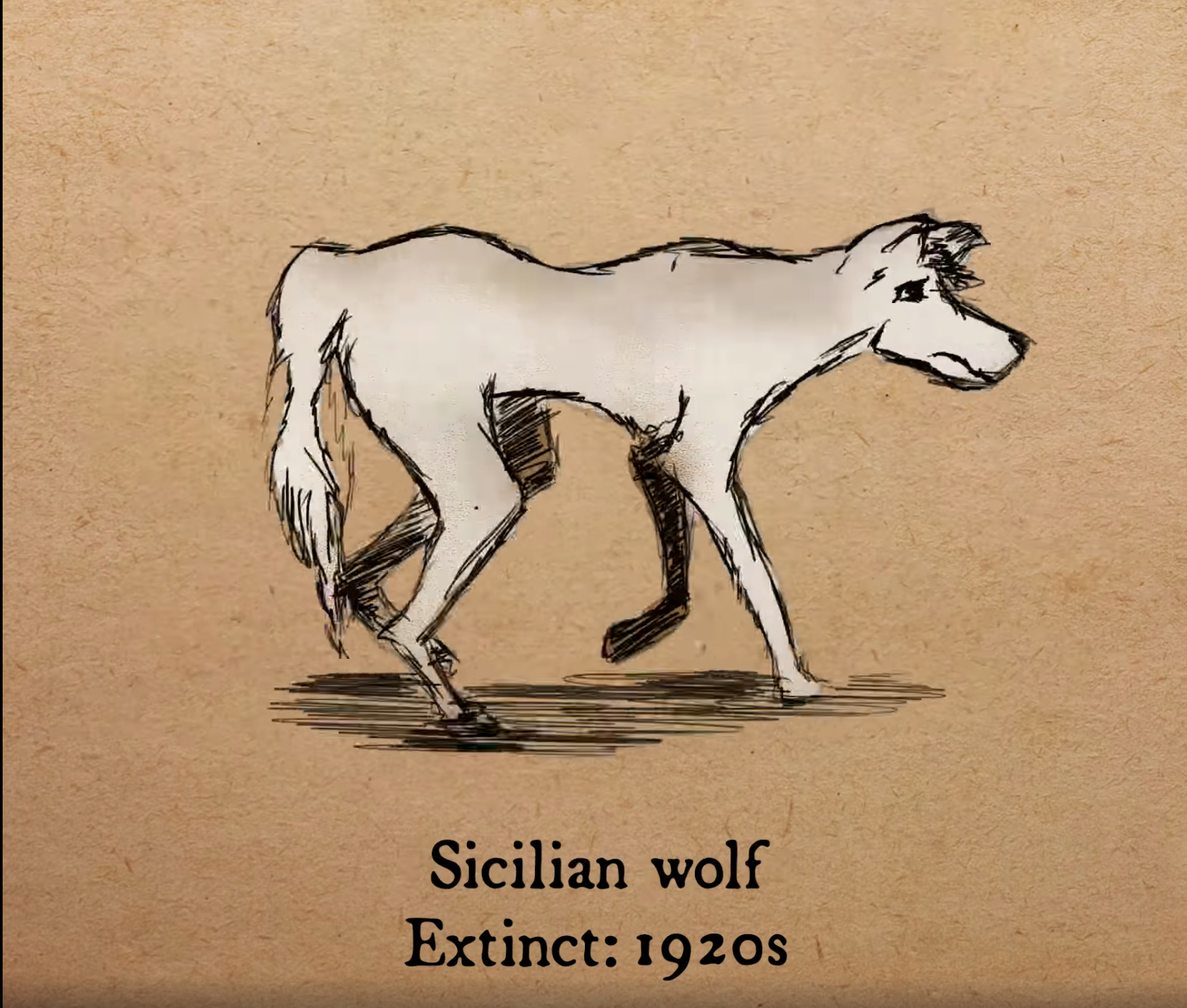 西西里狼 （Sicilian wolf）