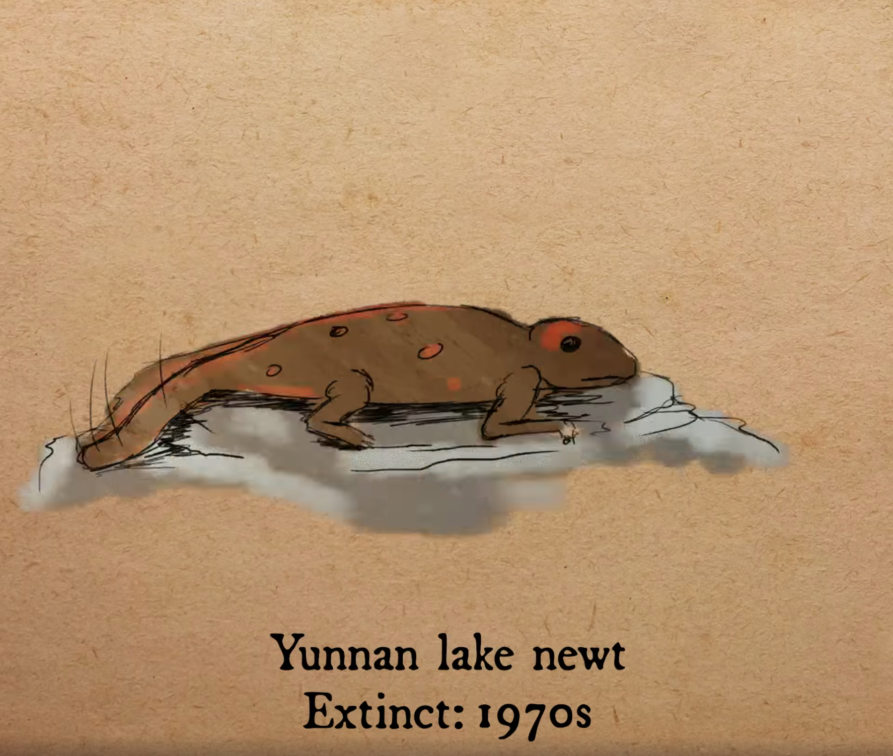 滇池蠑螈（Yunnan lake newt）