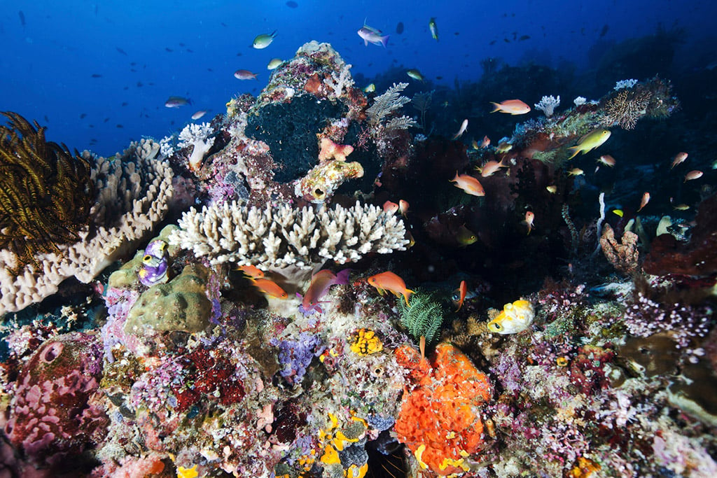 珊瑚礁孕育了種類豐富的海洋生物