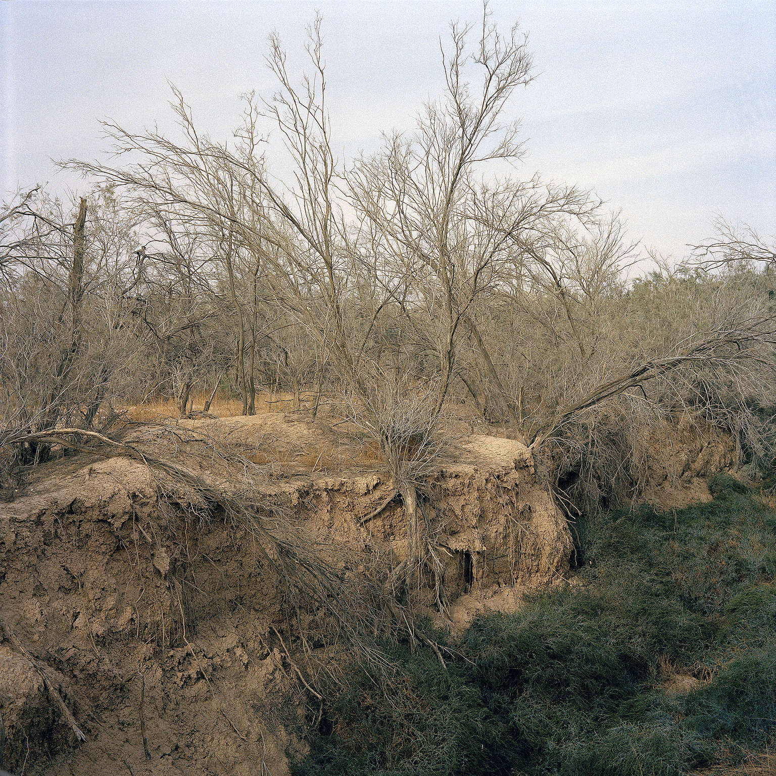 約旦河畔被視為耶穌受洗之地的枯樹；攝於2015年。