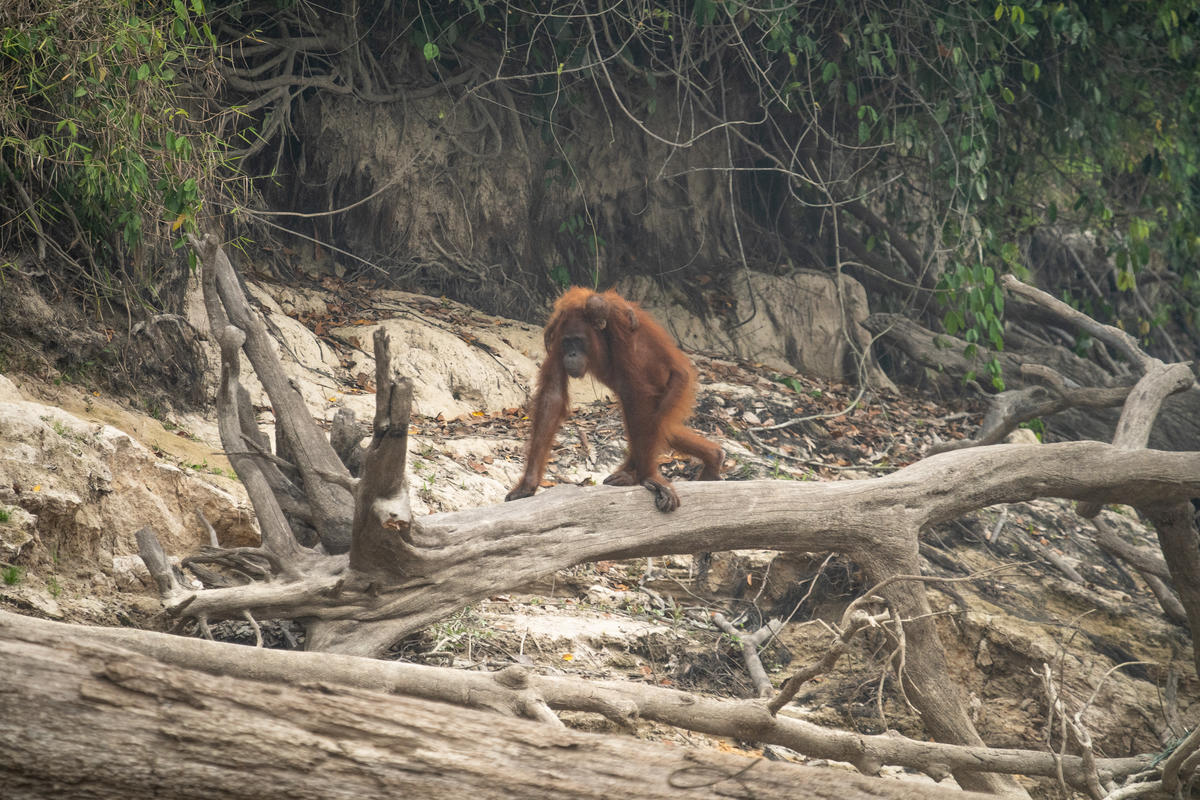 原本居住在加里曼丹中部的紅毛猩猩，除了因大火失去生存棲地，更受到霾害的威脅。