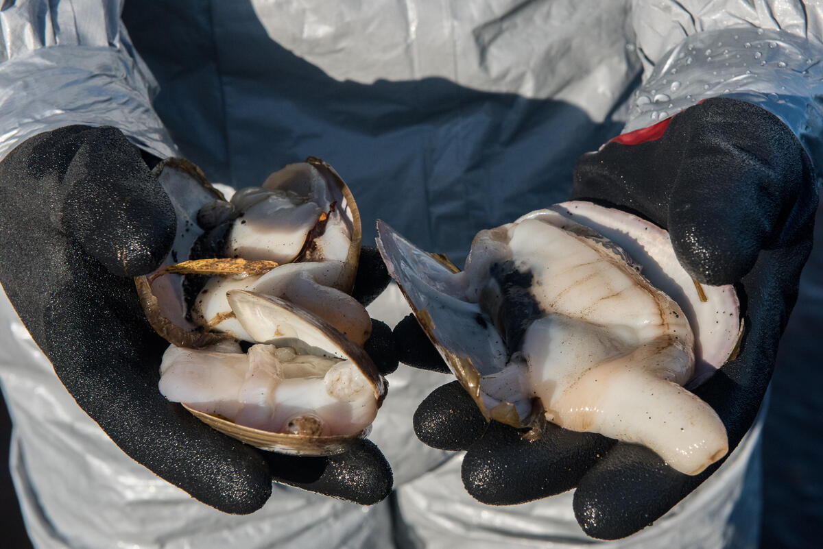 綠色和平調查人員在海岸發現許多海洋生物屍體,推測與此次海洋異常現象有關。