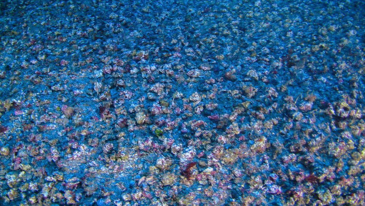 亞馬遜珊瑚礁各式各樣的紅藻石（rhodoliths），宛如五顏六色的海底地毯。