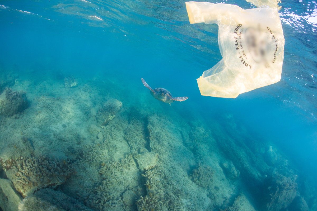 在希臘海域中，追逐塑膠袋的海龜。
