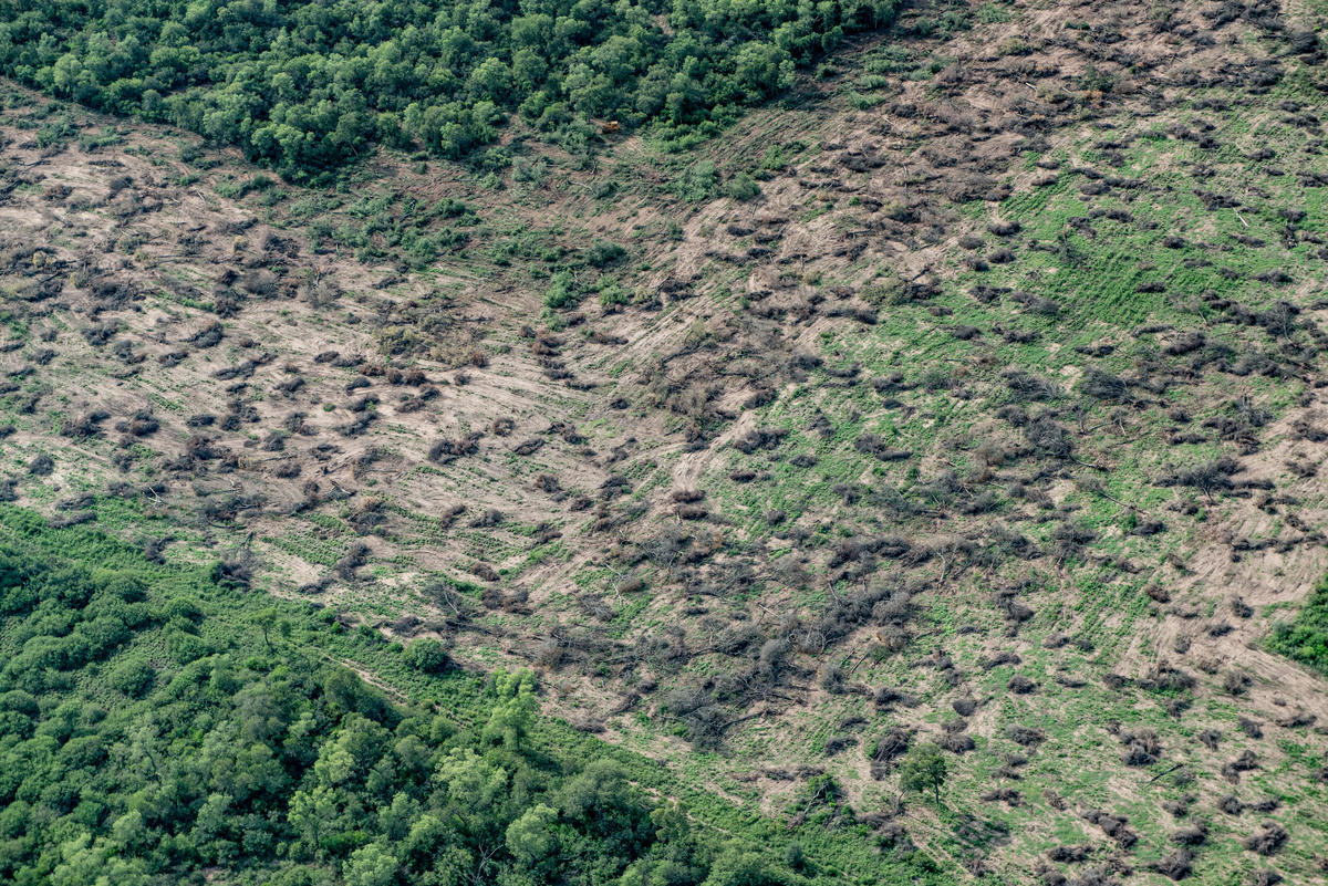 在阿根廷，為了種植經濟作物與建設牧場而進行的毀林行為，加遽了氣候變遷與洪水帶來的災害。