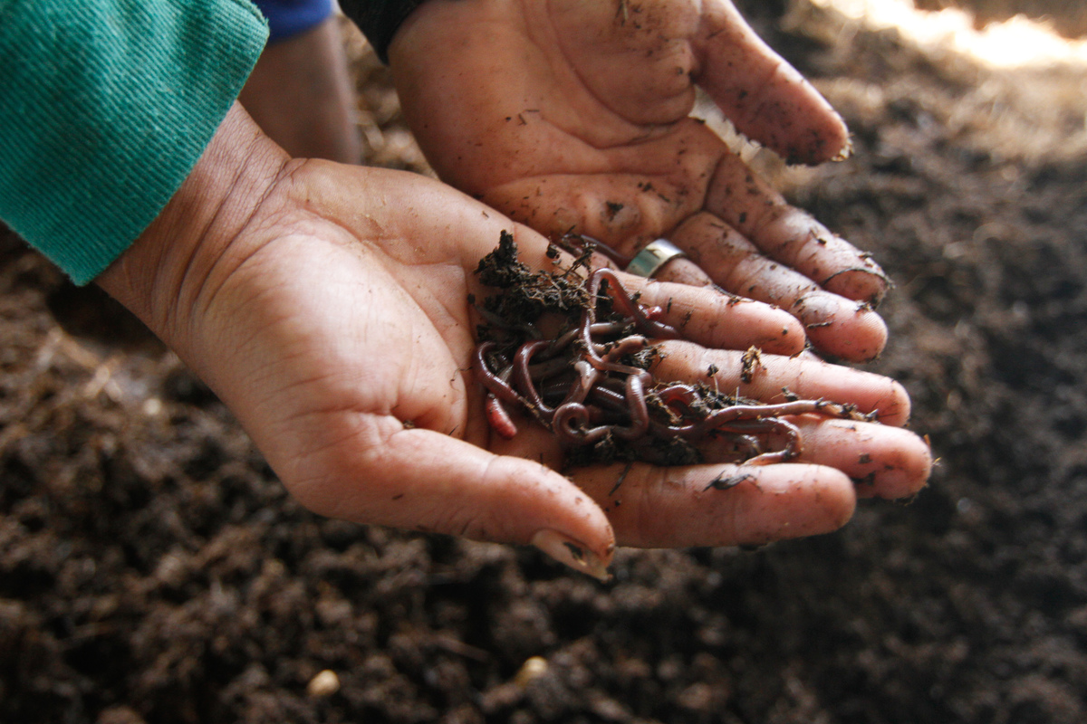 土壤中的蚯蚓、昆蟲、微生物，對於維持土壤健康，使作物順利生長有關鍵的功能。