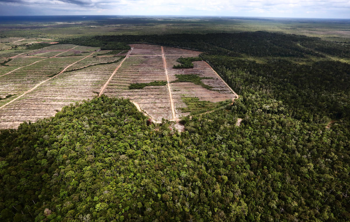 2020年1月，綠色和平記錄印尼巴布亞森林的原始泥炭地遭毀壞情形，大部分是因為企業為了種植製造棕櫚油和紙漿的原料，而大規模焚燒、毀林。