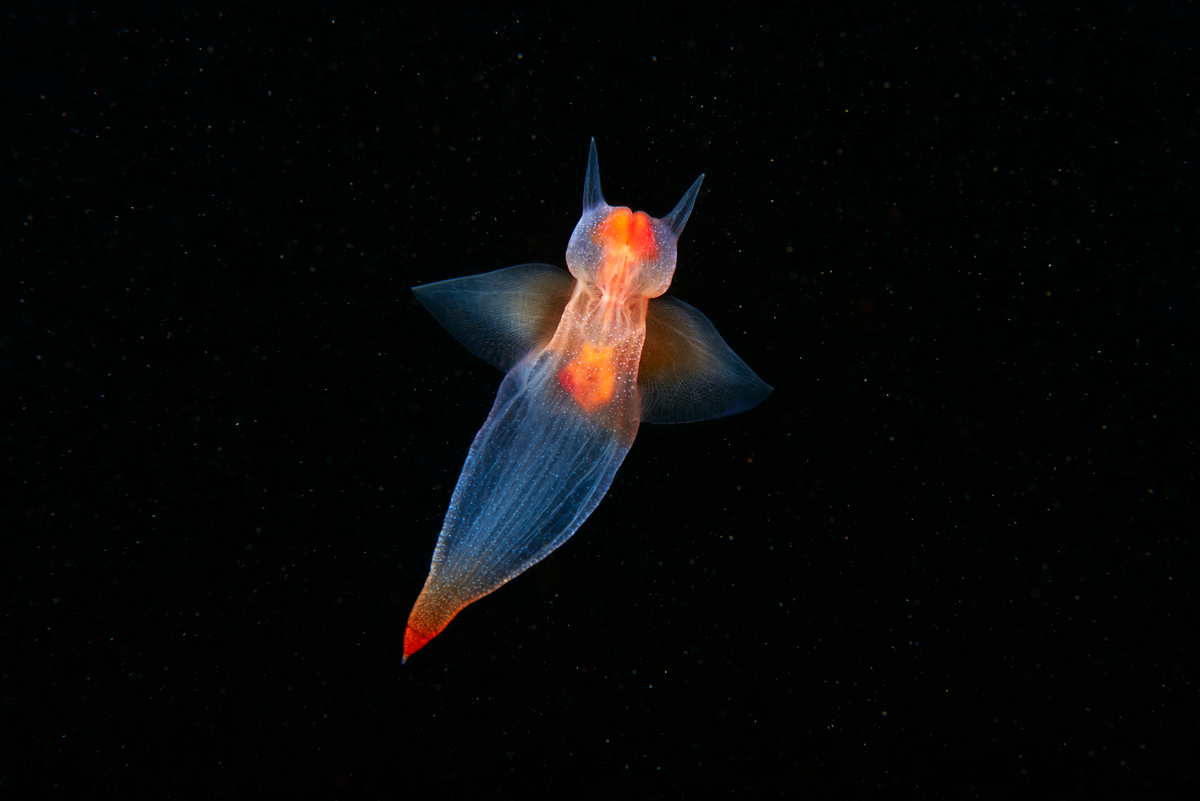 裸海蝶，俗稱為海天使（Sea Angel），可以在沒有食物的情況下生存達一年之久，並且為同時雌雄同體，意味著同時具備了有功能的雌性與雄性生殖器官，除了特殊的基因機制，裸海蝶更是許多大型鯨魚的主食之一，又被稱為「鯨糧」。