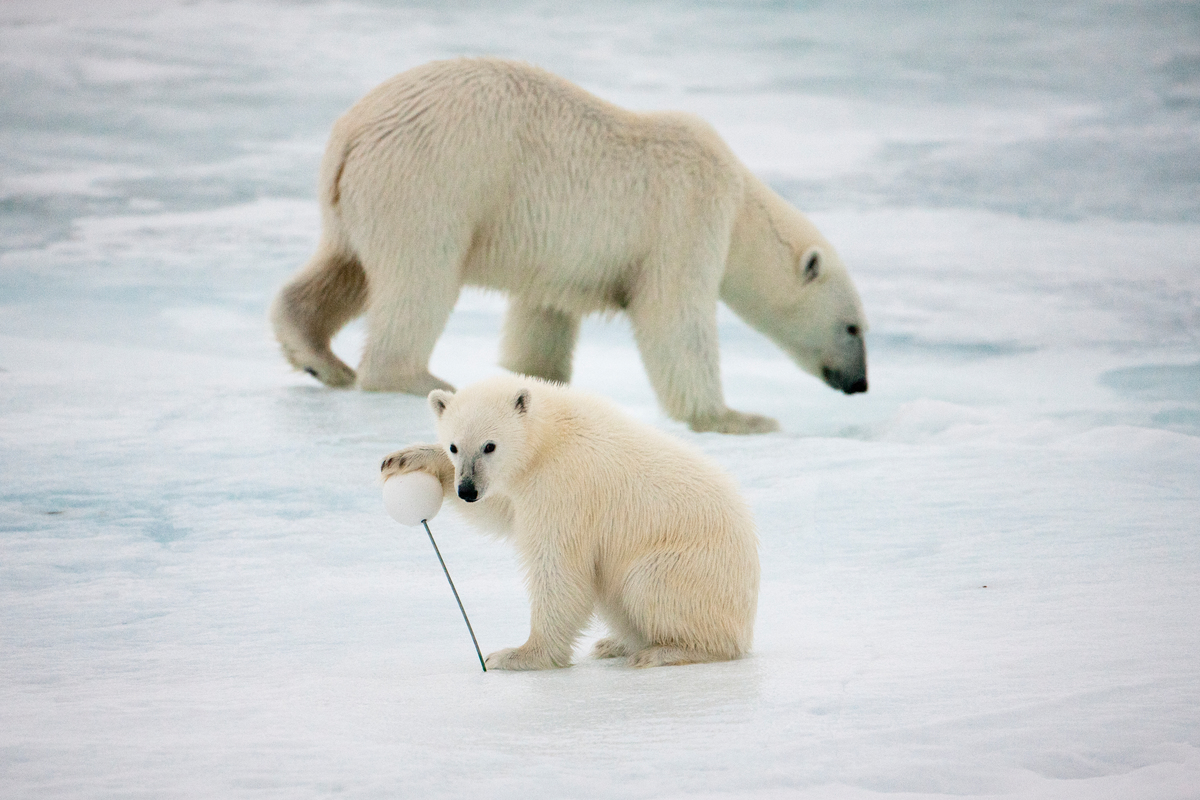 在北極考察的旅程中，有北極熊出沒在船艦附近。