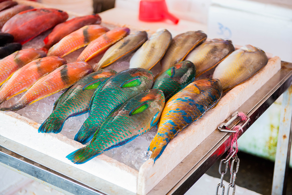 近海沒有魚！漁業產值30年蒸發約279億臺幣，綠色和平推臺灣2030年成立30%海洋保護區