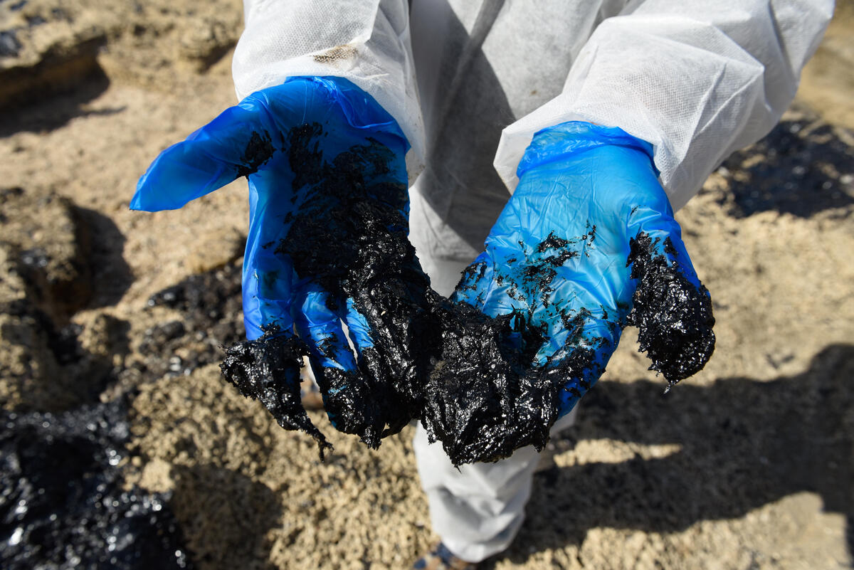 大片烏黑、黏稠的原油油污持續沖到以色列的沙灘，目前仍沒人知道這些油污來自何處。
