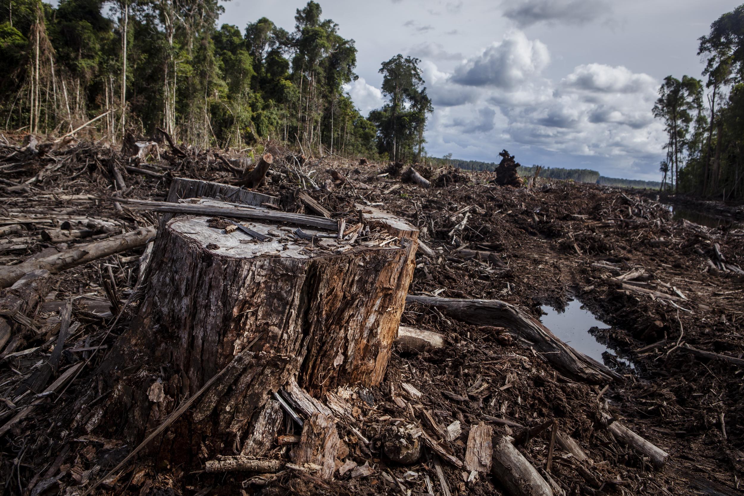 印尼北加里曼丹省（North Kalimantan ），一塊由紙漿企業管轄的林地被清空，僅留下荒蕪的泥炭地。© Ulet Ifansasti / Greenpeace