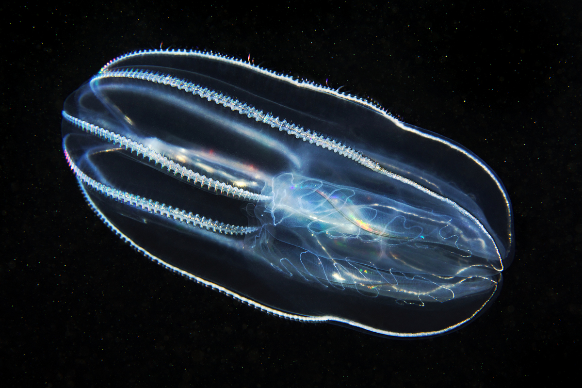 櫛水母（comb jellyfish），這種如奇幻世界才有的生物，其實生存於地球的深海中。© Alexander Semenov