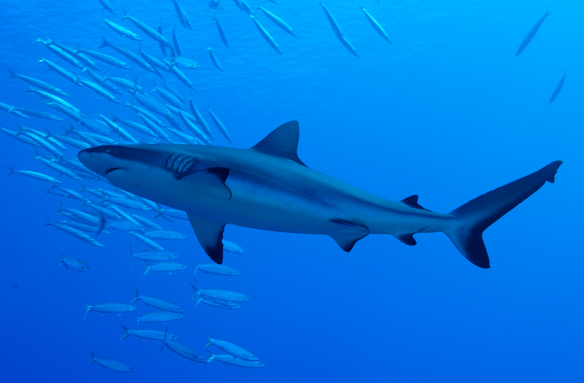鯊魚分布於全球海域，種類繁多，體型差異極大，有超過12公尺長的鯨鯊，也有僅17公分長的侏儒角鯊；有的肉食，有的只濾食浮游生物，多數鯊魚受到人類活動的影響數量已大幅減少。圖為黑尾真鯊。© Paul Hilton / Greenpeace