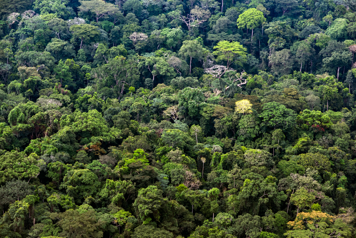 保護森林，可以幫助人類適應氣候變遷、延續生計，減少天災造成的損害，得以保護生物多樣性。© Daniel Beltrá / Greenpeace