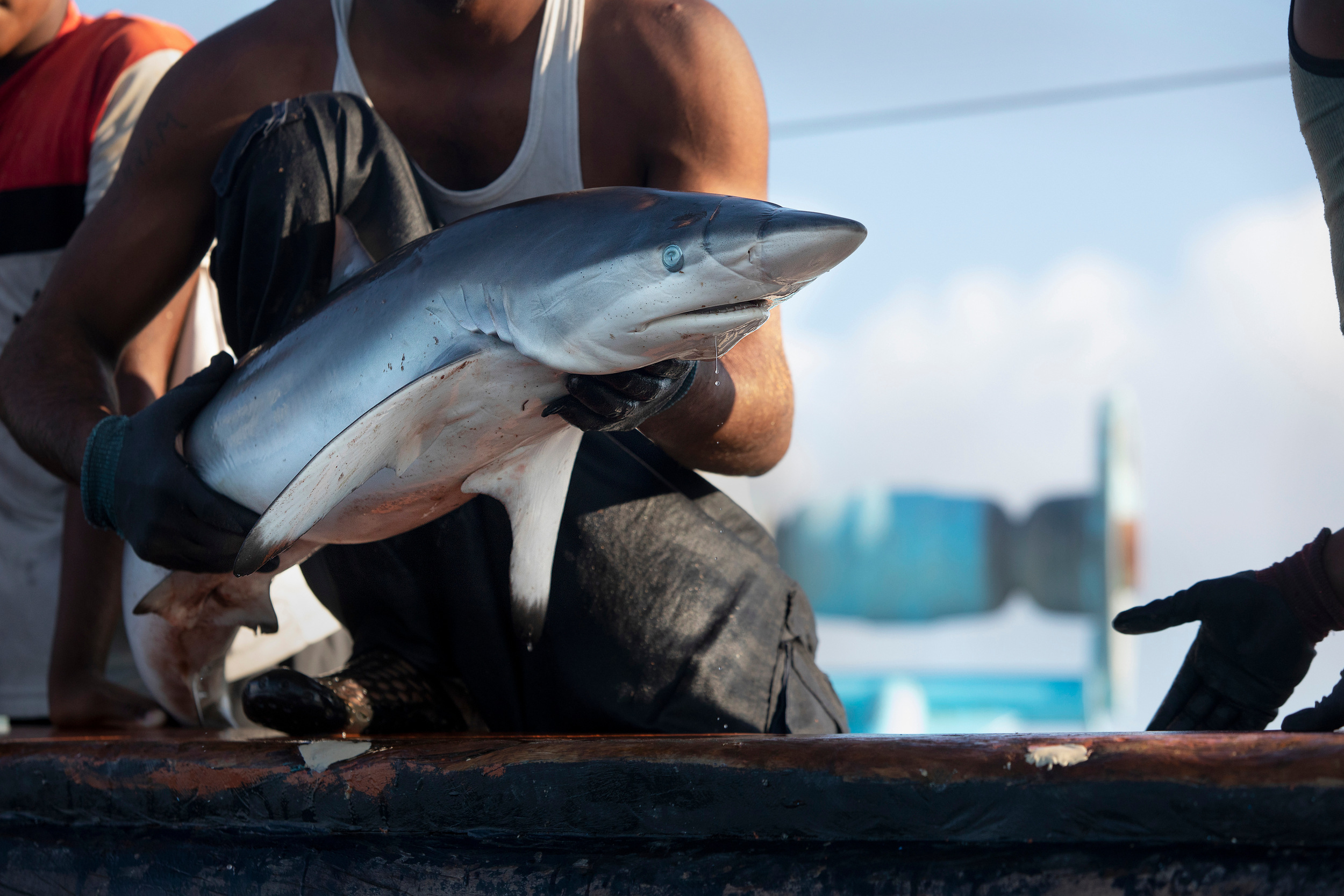 亞洲許多地區因為對鯊魚鰭製成的「魚翅」存在迷思，大量消費魚翅，成為鯊魚瀕臨絕種的禍首之一。© Abbie Trayler-Smith / Greenpeace