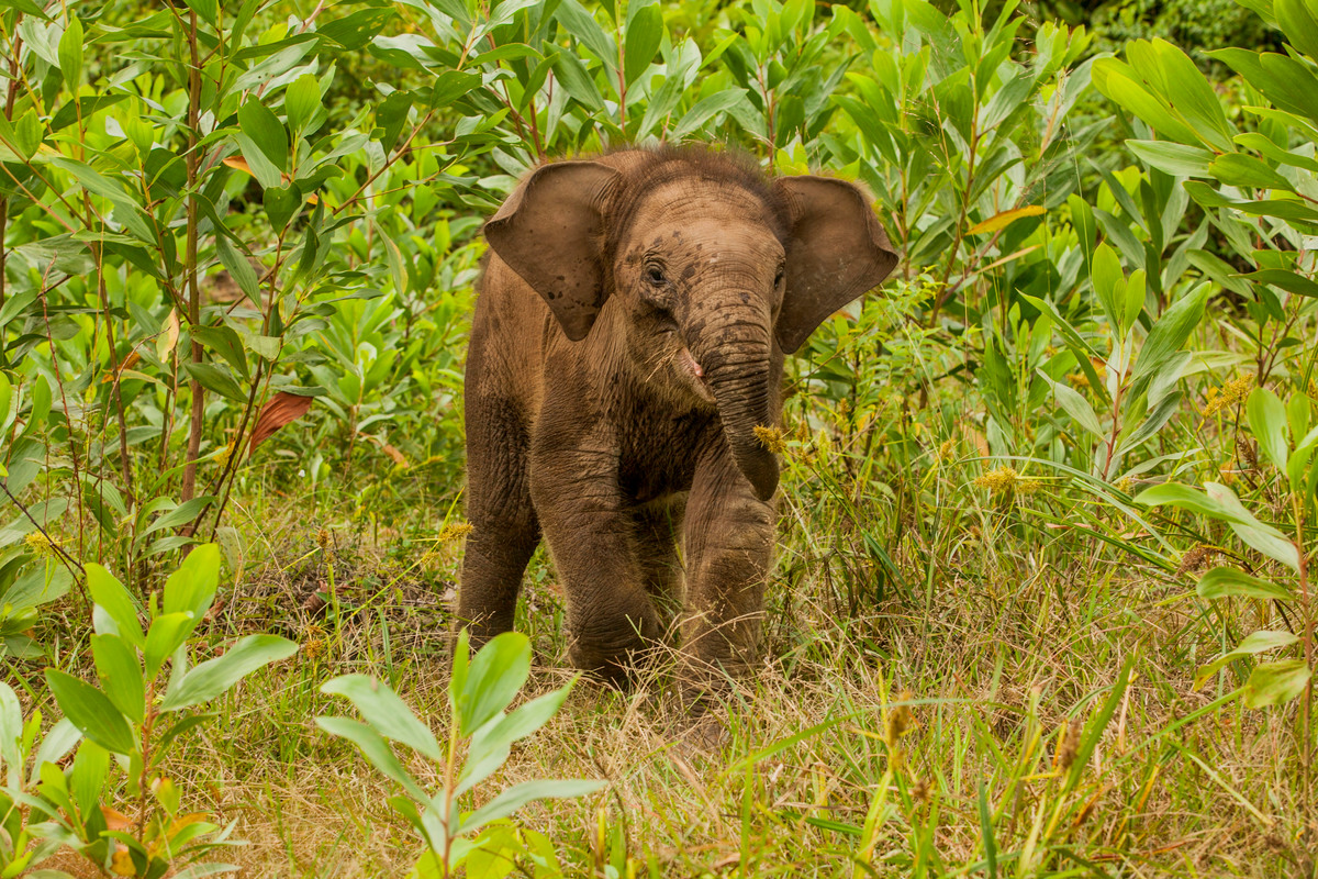 大象天性溫和聰明，過去75年來卻因象牙盜獵、棲地破壞等陷入生存危機。© Ardiles Rante / Greenpeace