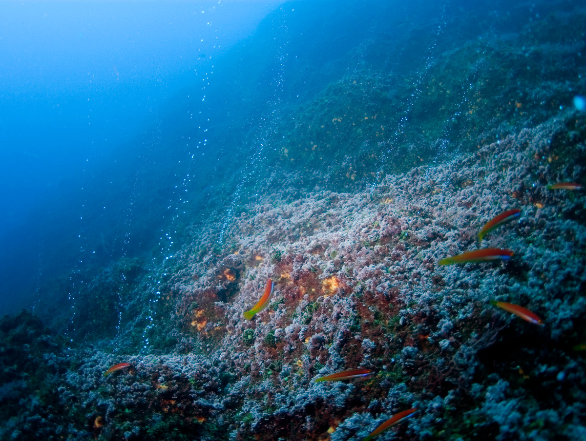 位於大西洋深海的海底熱泉（hydrothermal vents），孕育獨特的生物社群。© Greenpeace / Gavin Newman