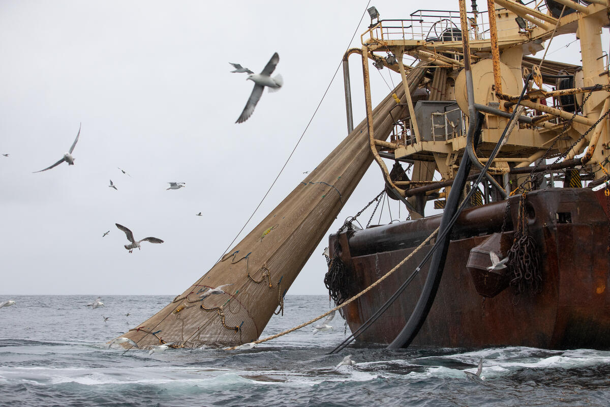 巨型底拖網是工業式捕撈常用的漁法，對海洋生態造成嚴重破壞，包括毀損海床、大量混獲、過度捕撈。