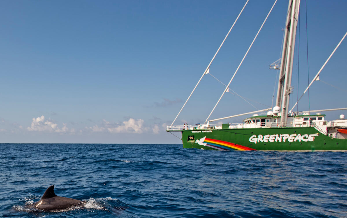 綠色和平船艦彩虹勇士號(Rainbow Warrior)於加勒比海啟程,準備展開為期3個月的太平洋海洋見證之旅,進入太平洋後遇見海豚靠近。