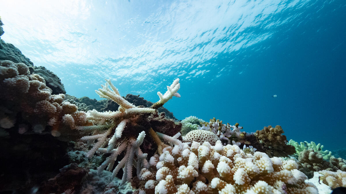 臺灣的海需要您我保護,支持擴大設立海洋保護區,守護生物多樣性。圖為臺灣墾丁的珊瑚礁。