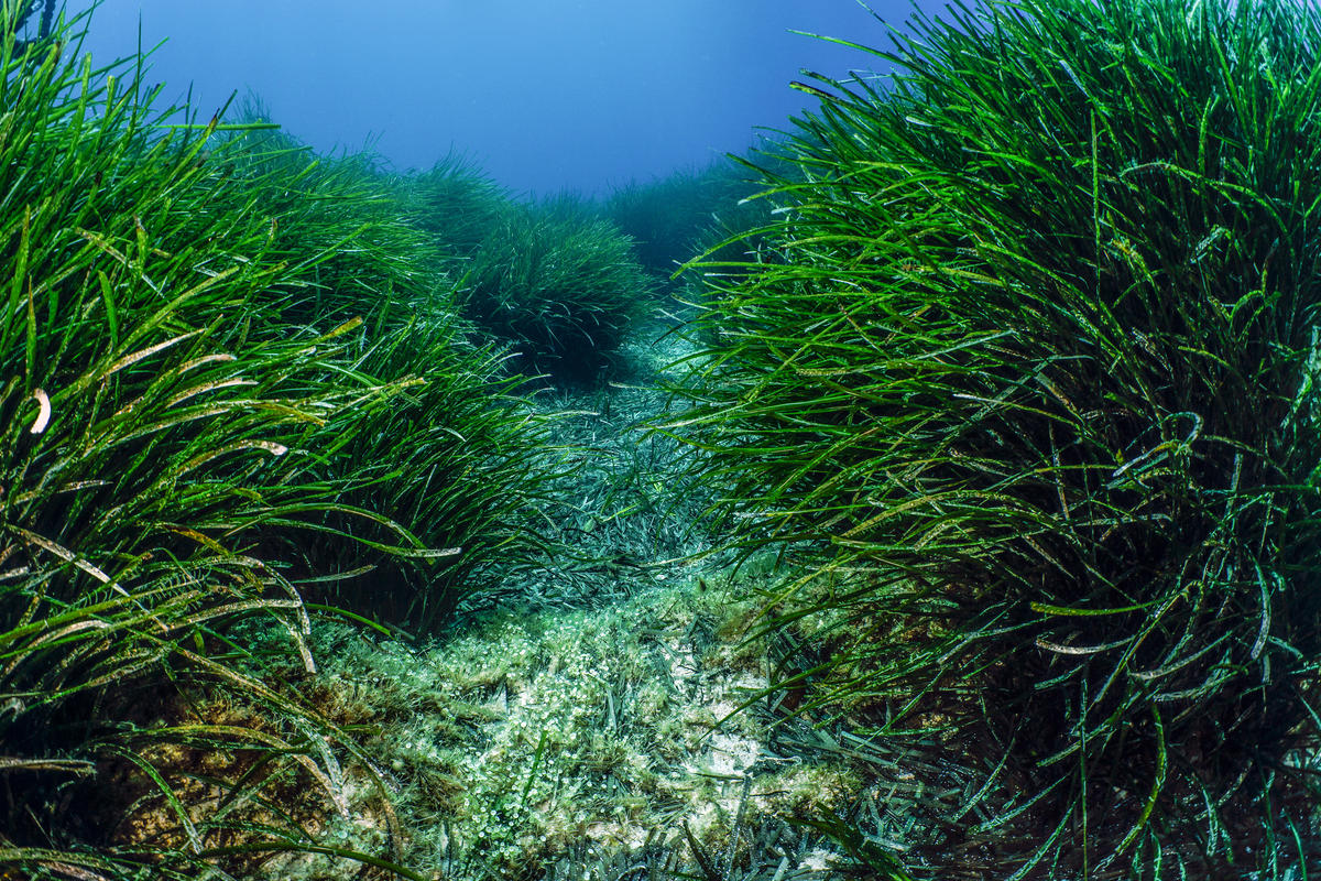 地中海的第勒尼安海(Tyrrhenian Sea)中有許多海草,是守護當地沿海生態的關鍵物種。