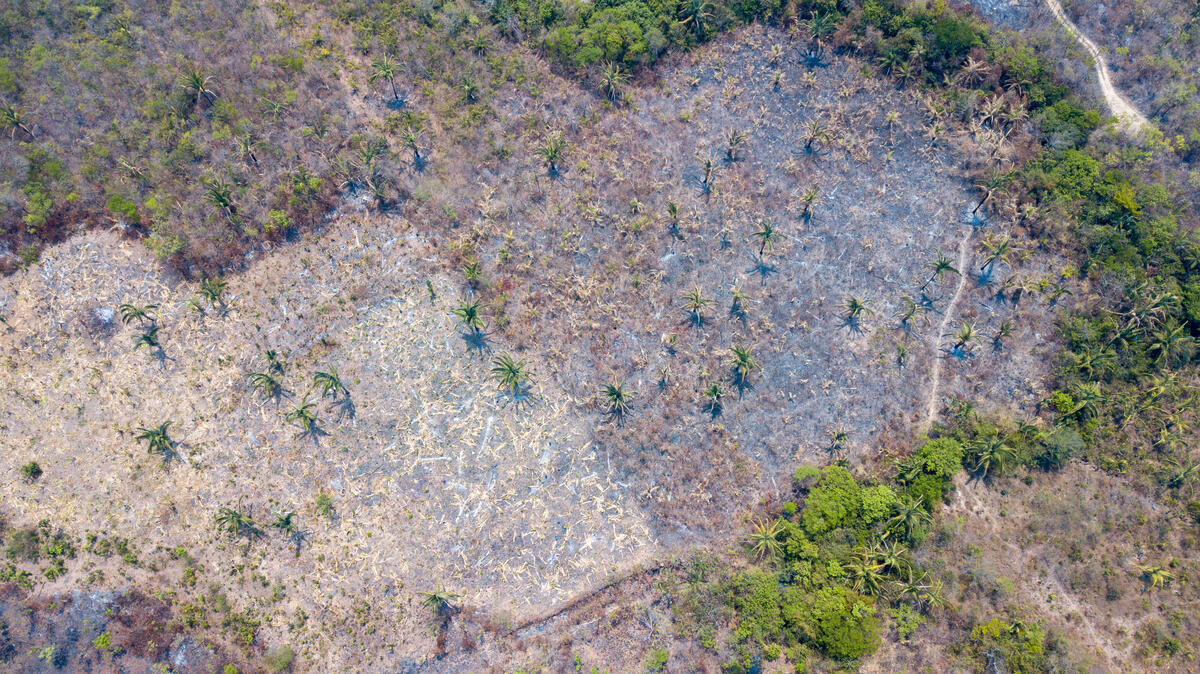 2020年9月，綠色和平巴西辦公室深入亞馬遜生態群系，見證人為毀林行為導致的大火燒毀大片林地，不僅加劇氣候變遷，更嚴重威脅當地原本豐富的生物多樣性。© Leandro Cagiano / Greenpeace