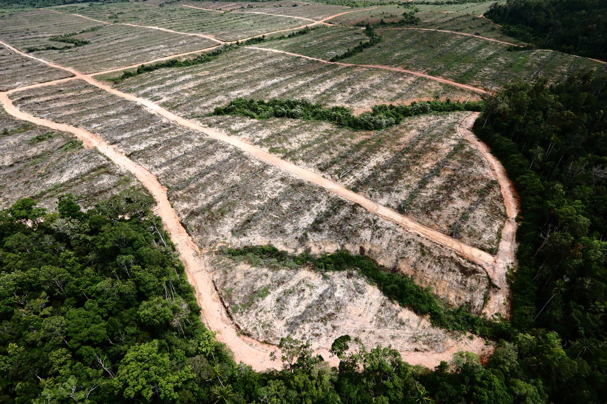 綠色和平深入林地實地調查,發現巴布亞森林內部已有部分地區遭到破壞,顯見印尼政府森林保護措施執行不力。© Greenpeace