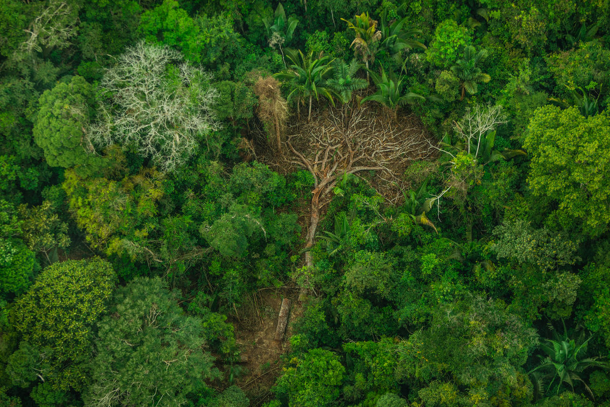 森林是原住民的生命與族群社區、歷史及文化的根源，如今毀林行為及非法入侵，卻使森林生態環境和原住民家園備受摧殘。© Christian Braga / Greenpeace